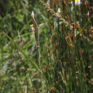 Senecio lageniformis at Tharwa, ACT - 1 Feb 2025 12:55 PM