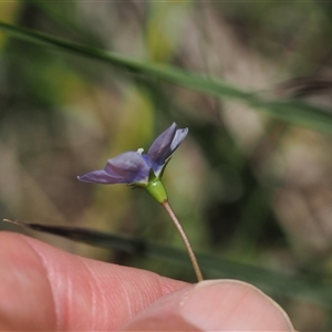 Wahlenbergia planiflora subsp. planiflora at Tharwa, ACT - 1 Feb 2025 by RAllen