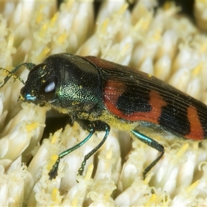 Castiarina helmsi (A jewel beetle) at Thredbo, NSW - 15 Feb 2025 by jb2602