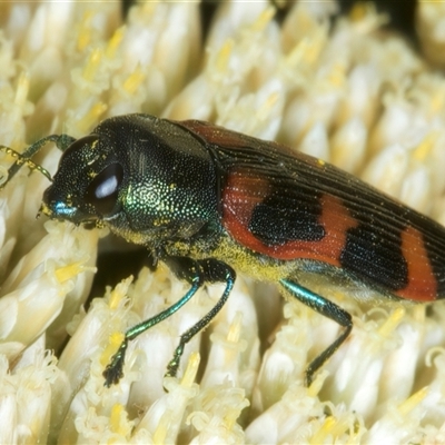 Castiarina helmsi (A jewel beetle) at Thredbo, NSW - 15 Feb 2025 by jb2602