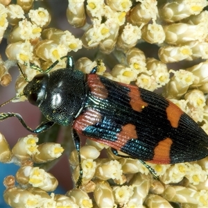 Castiarina helmsi at Thredbo, NSW - 15 Feb 2025 12:47 PM