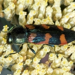 Castiarina helmsi at Thredbo, NSW - 15 Feb 2025 12:47 PM