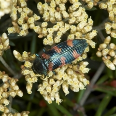 Castiarina helmsi at Thredbo, NSW - 15 Feb 2025 12:47 PM