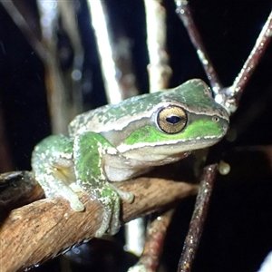 Litoria subglandulosa at Ebor, NSW - suppressed