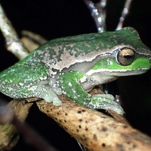 Litoria subglandulosa at Ebor, NSW - suppressed