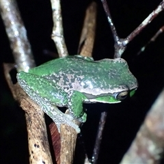 Litoria subglandulosa at Ebor, NSW - suppressed