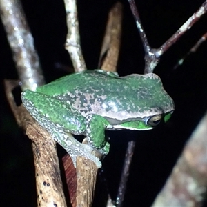 Litoria subglandulosa at Ebor, NSW - suppressed