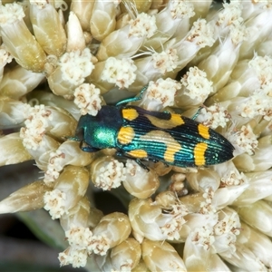 Castiarina flavopicta at Thredbo, NSW - 15 Feb 2025 by jb2602