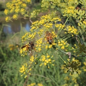 Apis mellifera at Tharwa, ACT - 19 Jan 2024 05:02 PM