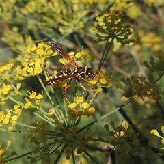 Polistes (Polistes) chinensis (Asian paper wasp) at Tharwa, ACT - 19 Jan 2024 by MichaelBedingfield