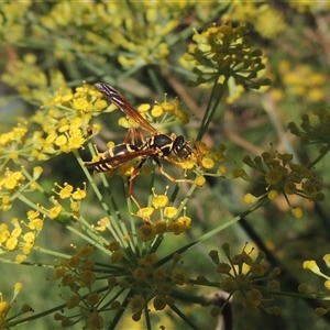 Polistes (Polistes) chinensis (Asian paper wasp) at Tharwa, ACT - 19 Jan 2024 by MichaelBedingfield