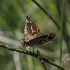 Atkinsia dominula (Two-brand grass-skipper) at Tharwa, ACT - 1 Feb 2025 by RAllen