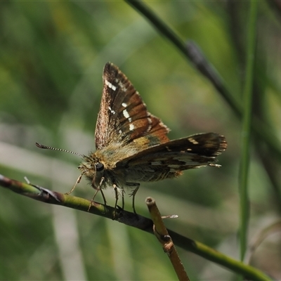 Atkinsia dominula (Two-brand grass-skipper) at Tharwa, ACT - 1 Feb 2025 by RAllen