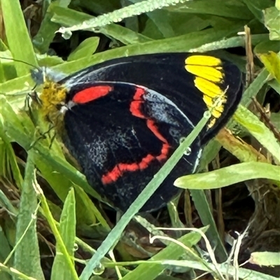 Delias nigrina (Black Jezebel) at Kangaroo Valley, NSW by lbradley