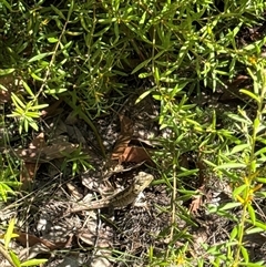 Amphibolurus muricatus (Jacky Lizard) at Ulladulla, NSW - 17 Feb 2025 by ElizaJAnt