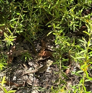 Amphibolurus muricatus at Ulladulla, NSW - 17 Feb 2025 11:35 AM