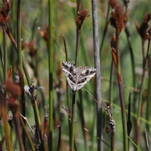 Dichromodes stilbiata at Tharwa, ACT - 1 Feb 2025 01:06 PM