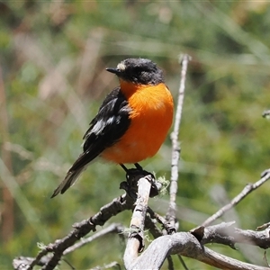 Petroica phoenicea at Cotter River, ACT - 20 Jan 2025 12:13 PM