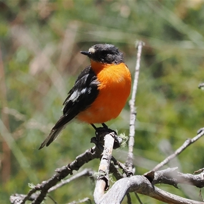 Petroica phoenicea (Flame Robin) at Cotter River, ACT - 20 Jan 2025 by RAllen