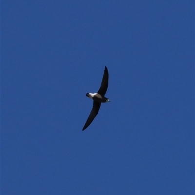 Hirundapus caudacutus (White-throated Needletail) at Brindabella, NSW - 3 Feb 2025 by RAllen