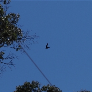 Hirundapus caudacutus at Brindabella, NSW - 3 Feb 2025 09:52 AM