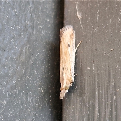 Faveria tritalis (Couchgrass Webworm) at Lyneham, ACT - 17 Feb 2025 by trevorpreston