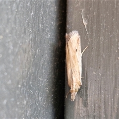 Faveria tritalis at Lyneham, ACT - 17 Feb 2025 12:26 PM