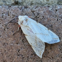 Ardices canescens (Dark-spotted Tiger Moth) at Lyneham, ACT - 17 Feb 2025 by trevorpreston