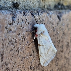 Ardices canescens at Lyneham, ACT - 17 Feb 2025 12:22 PM