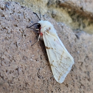 Ardices canescens at Lyneham, ACT - 17 Feb 2025 12:22 PM