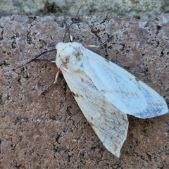 Ardices canescens at Lyneham, ACT - 17 Feb 2025 12:22 PM