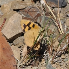 Heteronympha solandri (Solander's Brown) at Cotter River, ACT - 3 Feb 2025 by RAllen