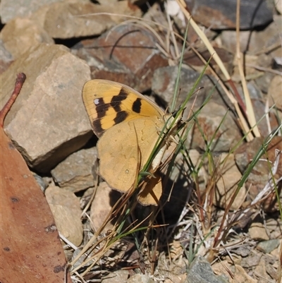 Heteronympha solandri (Solander's Brown) at Cotter River, ACT - 3 Feb 2025 by RAllen