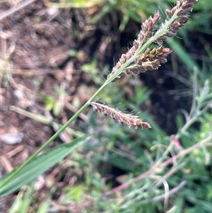 Echinochloa crus-galli (Barnyard Grass) at Hackett, ACT - Today by JaneR