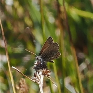 Neolucia hobartensis at Cotter River, ACT - 3 Feb 2025 by RAllen