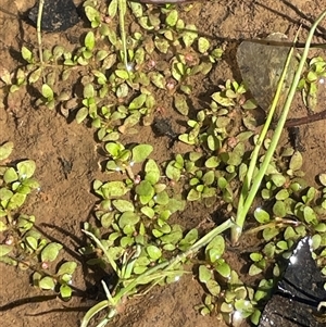 Elatine gratioloides (Waterwort) at Hackett, ACT - Yesterday by JaneR