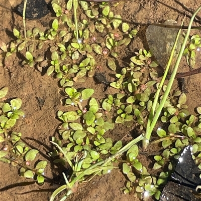 Elatine gratioloides (Waterwort) at Hackett, ACT - 17 Feb 2025 by JaneR