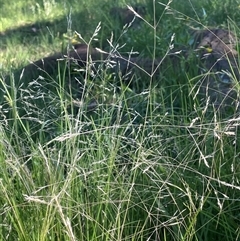 Lachnagrostis filiformis (Blown Grass) at Hackett, ACT - 17 Feb 2025 by JaneR