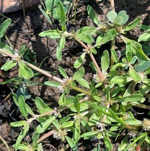 Alternanthera denticulata at Hackett, ACT - Today by JaneR