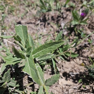 Verbena rigida var. rigida at Googong, NSW - Today by BrianSummers