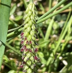 Setaria parviflora (Slender Pigeon Grass) at Hackett, ACT - 17 Feb 2025 by JaneR