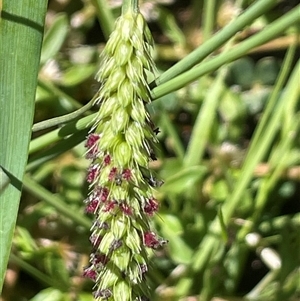 Holcus lanatus at Hackett, ACT - Today by JaneR