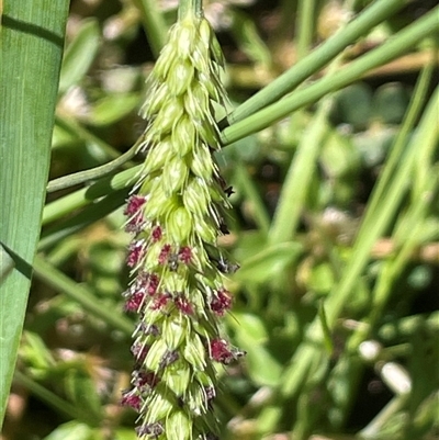 Setaria parviflora (Slender Pigeon Grass) at Hackett, ACT - 17 Feb 2025 by JaneR