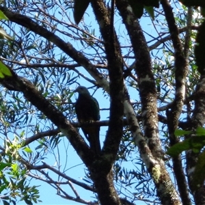 Ptilinopus magnificus at Pappinbarra, NSW - 17 Feb 2025 10:18 AM
