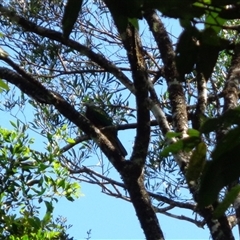 Ptilinopus magnificus at Pappinbarra, NSW - 17 Feb 2025 10:18 AM