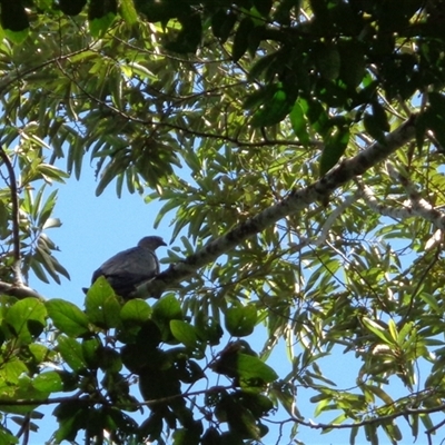 Lopholaimus antarcticus (Topknot Pigeon) at Pappinbarra, NSW - 17 Feb 2025 by jonvanbeest