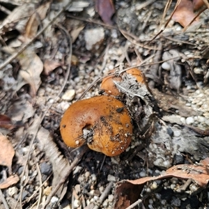 Cortinarius sp. at Chandlers Creek, VIC - Today by Csteele4