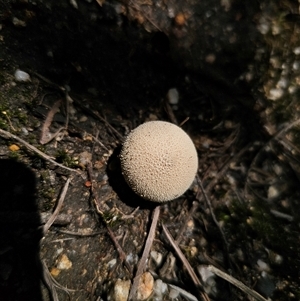 Lycoperdon sp. at Chandlers Creek, VIC - Today by Csteele4