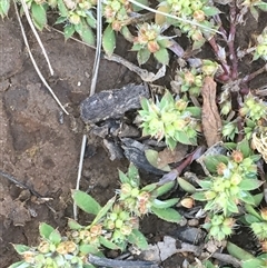 Paronychia brasiliana (Brazilian Whitlow) at Hackett, ACT - 4 Nov 2019 by JaneR