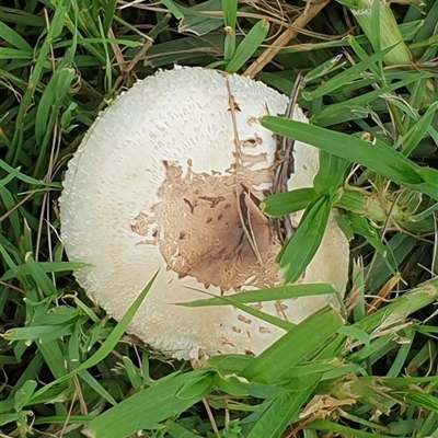 Unidentified Cap on a stem; gills below cap [mushrooms or mushroom-like] by MazzV